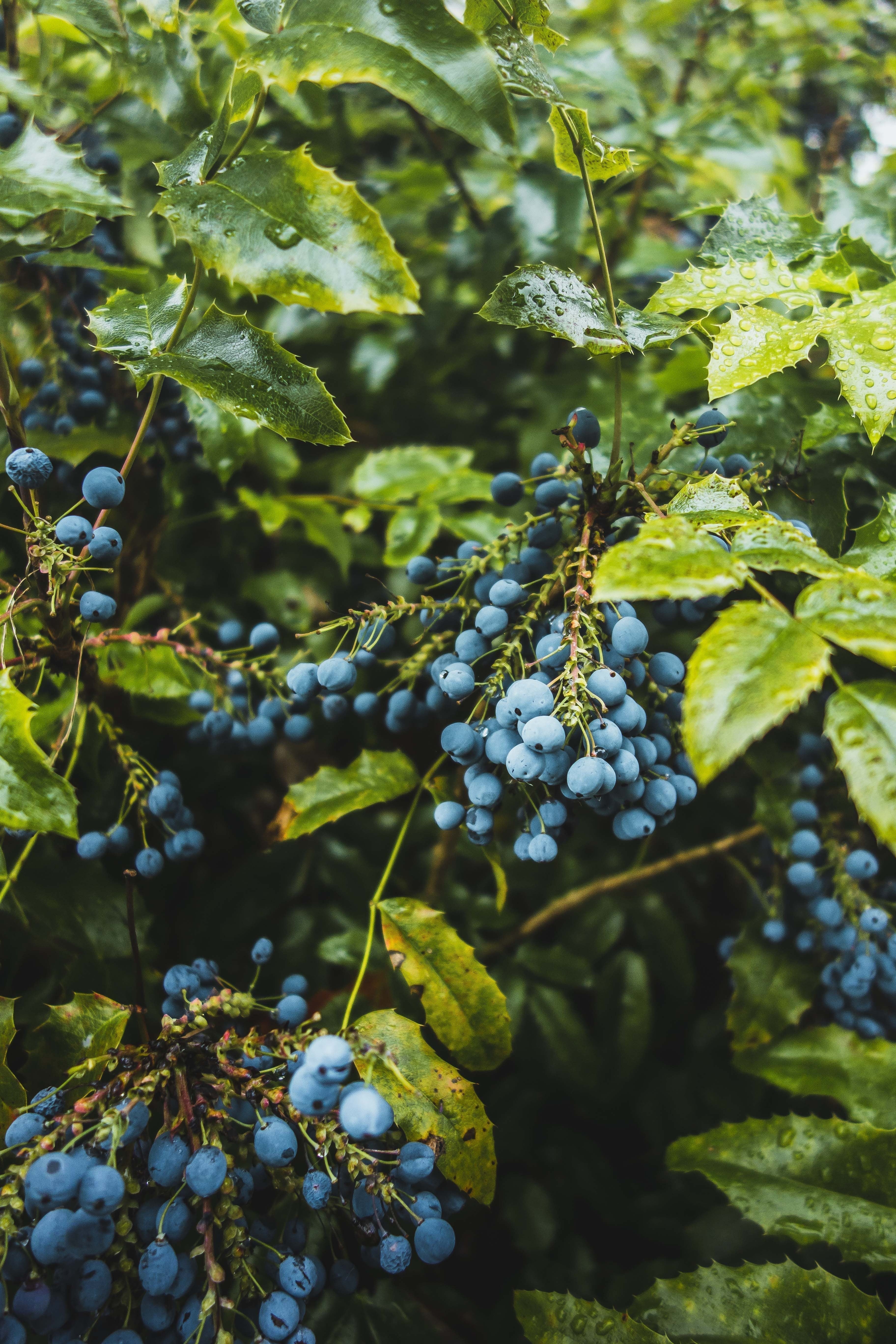 What is Food-Grade Polysorbate 20 and what does it do in products? - Rustic Strength