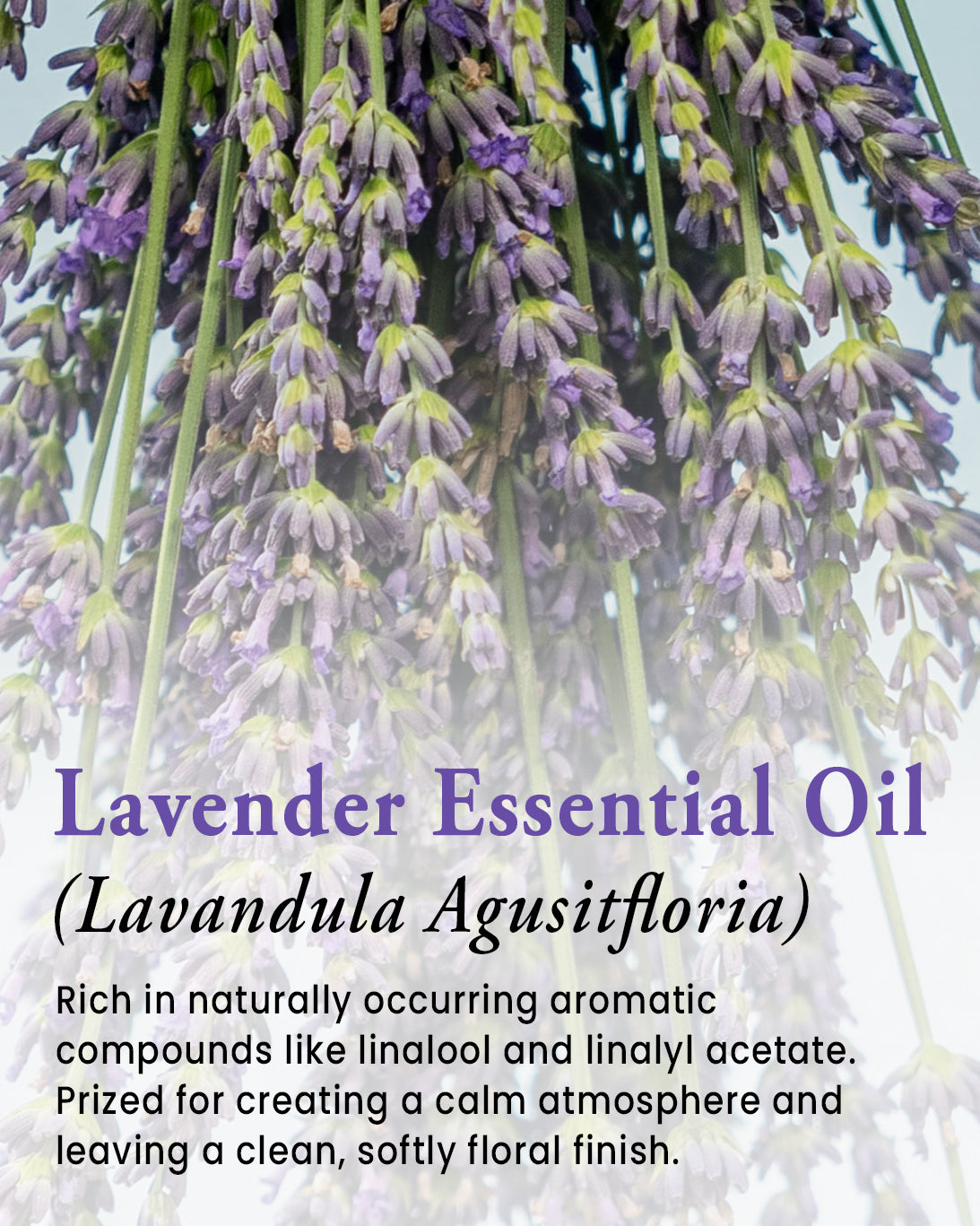 Close-up of lavender flowers with text about lavender essential oil.