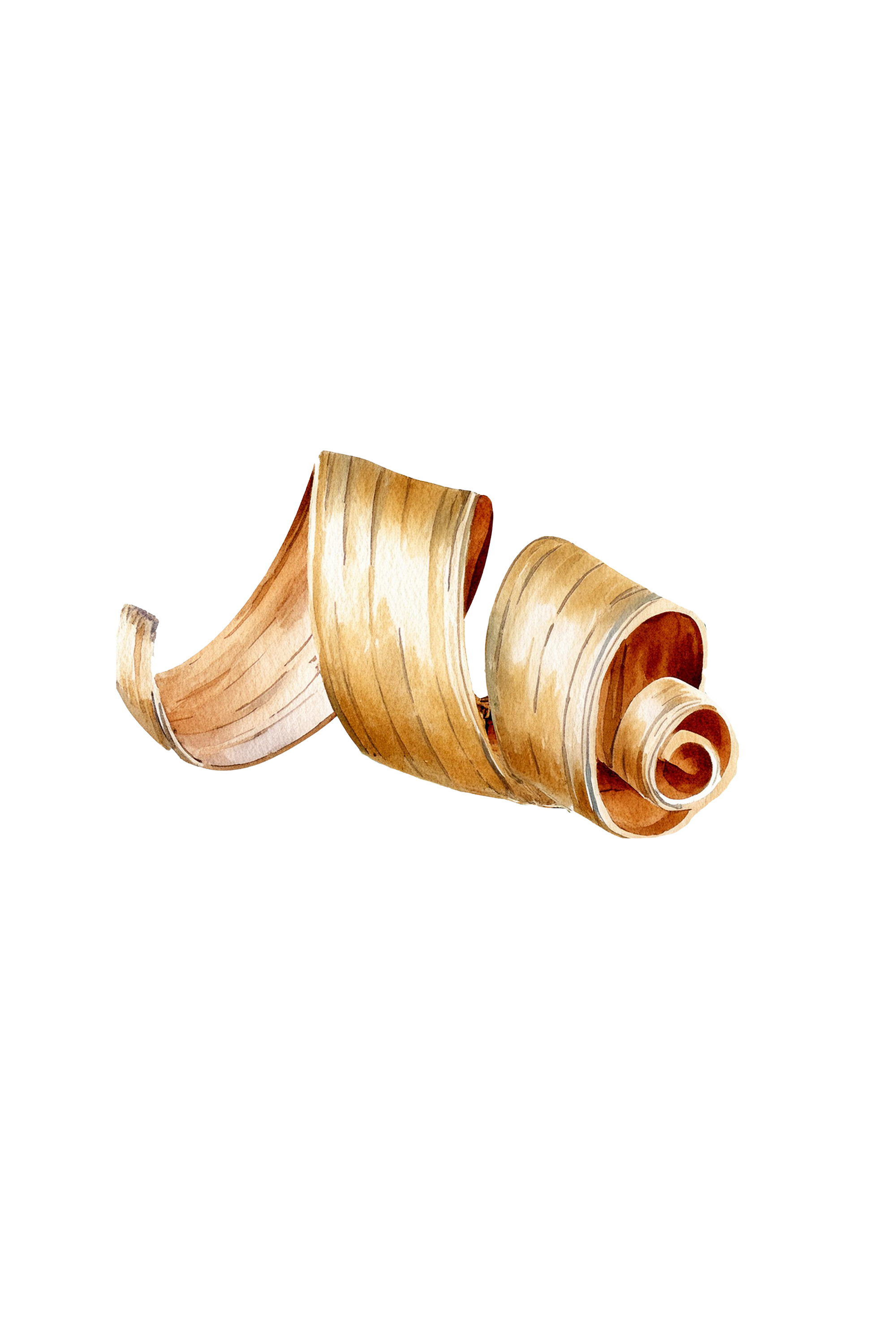 Cedarwood Essential Oil