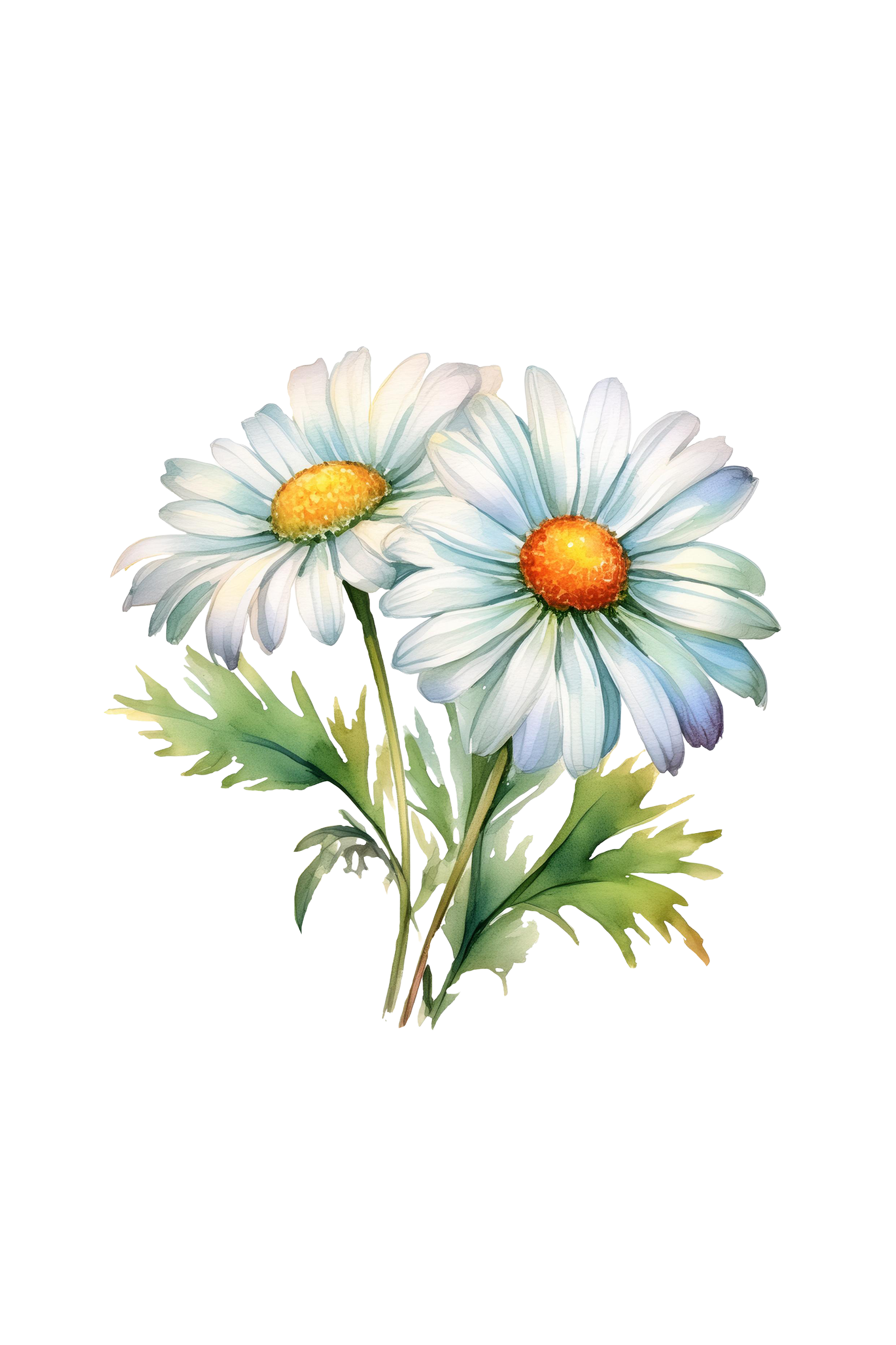 Chamomile Phthalate-Free Fragrance Oil