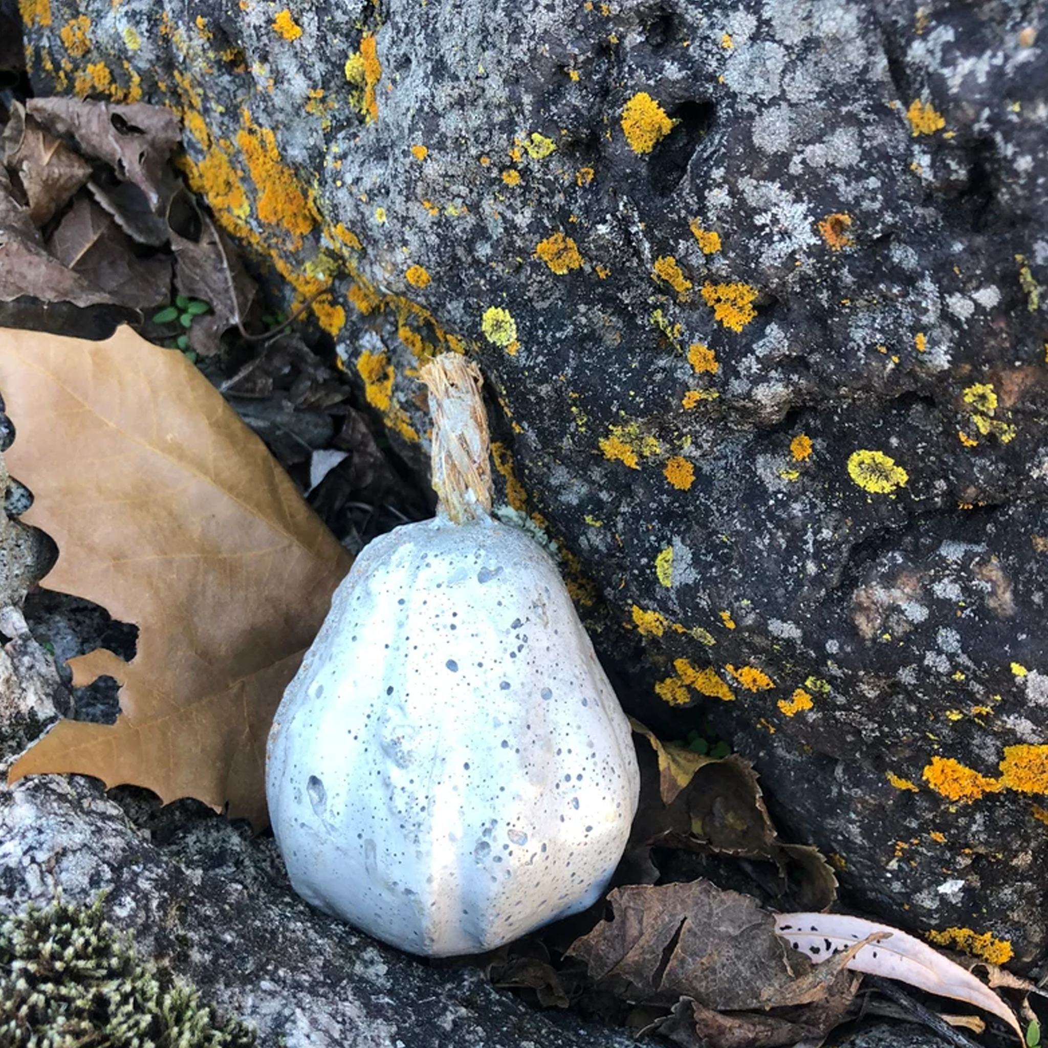 Concrete Decor | Small Squash
