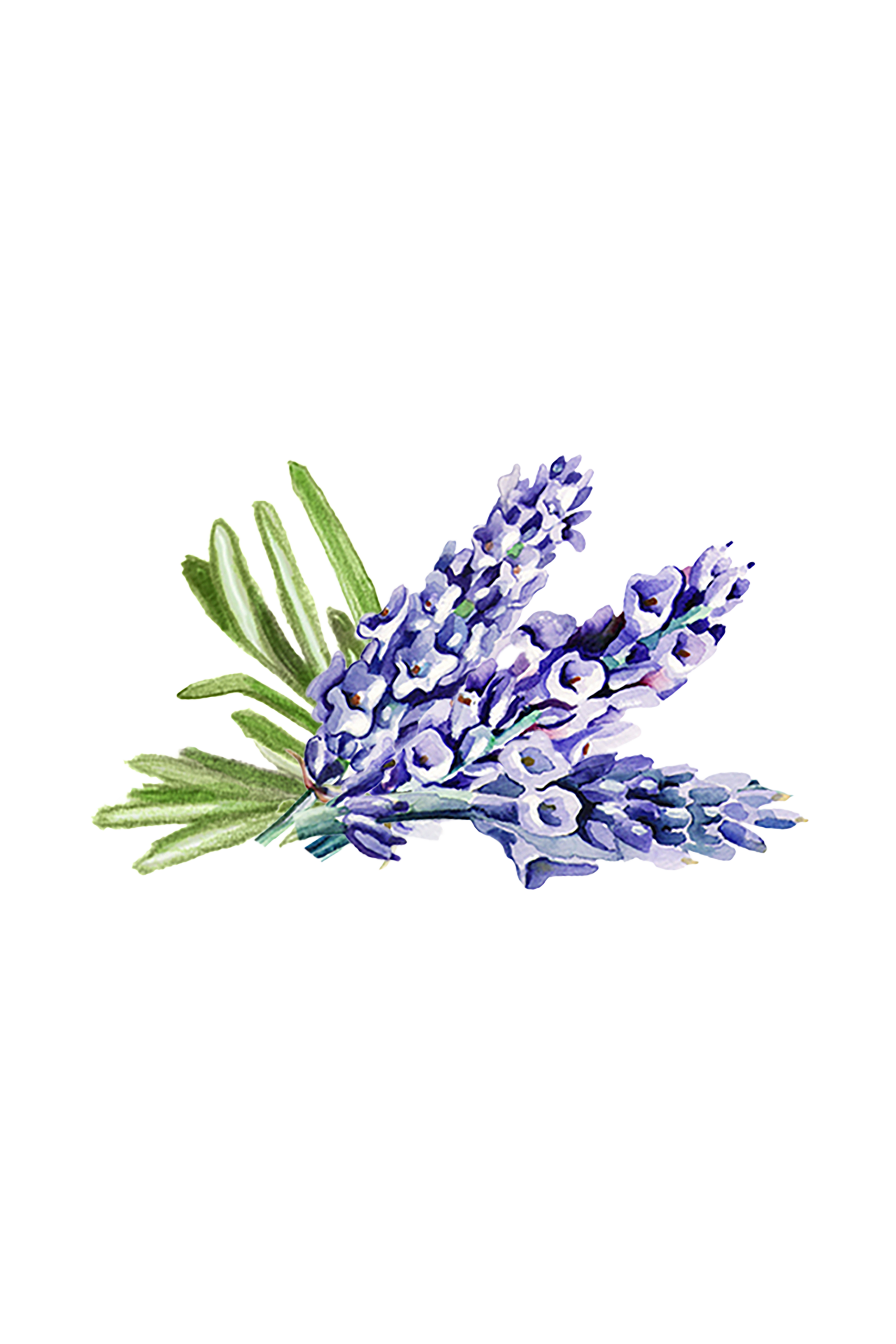 Hand Soap | Soothing Herbs