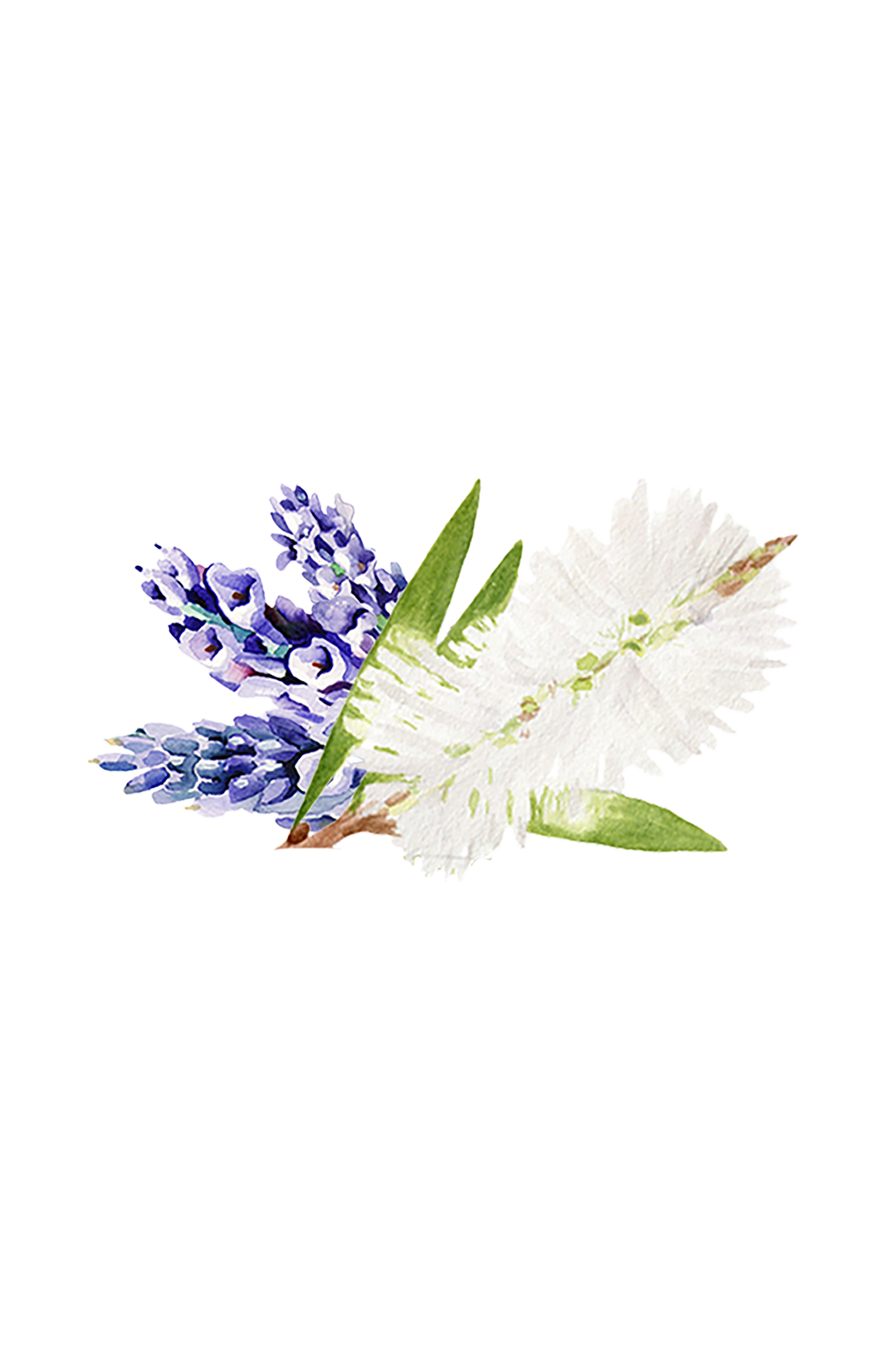 Soothing Shampoo | Lavender & Tea Tree