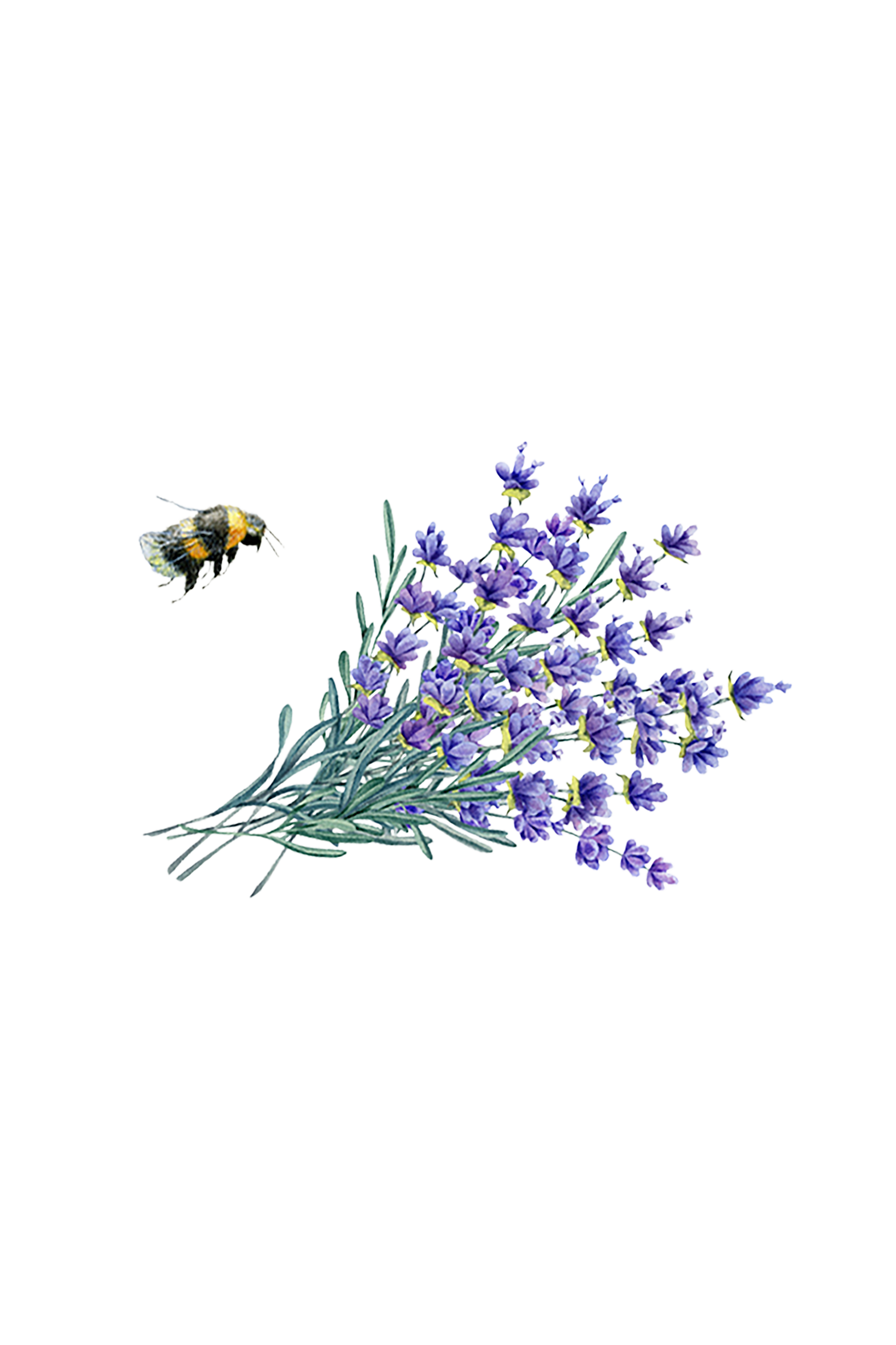 Laundry Detergent | Lavender