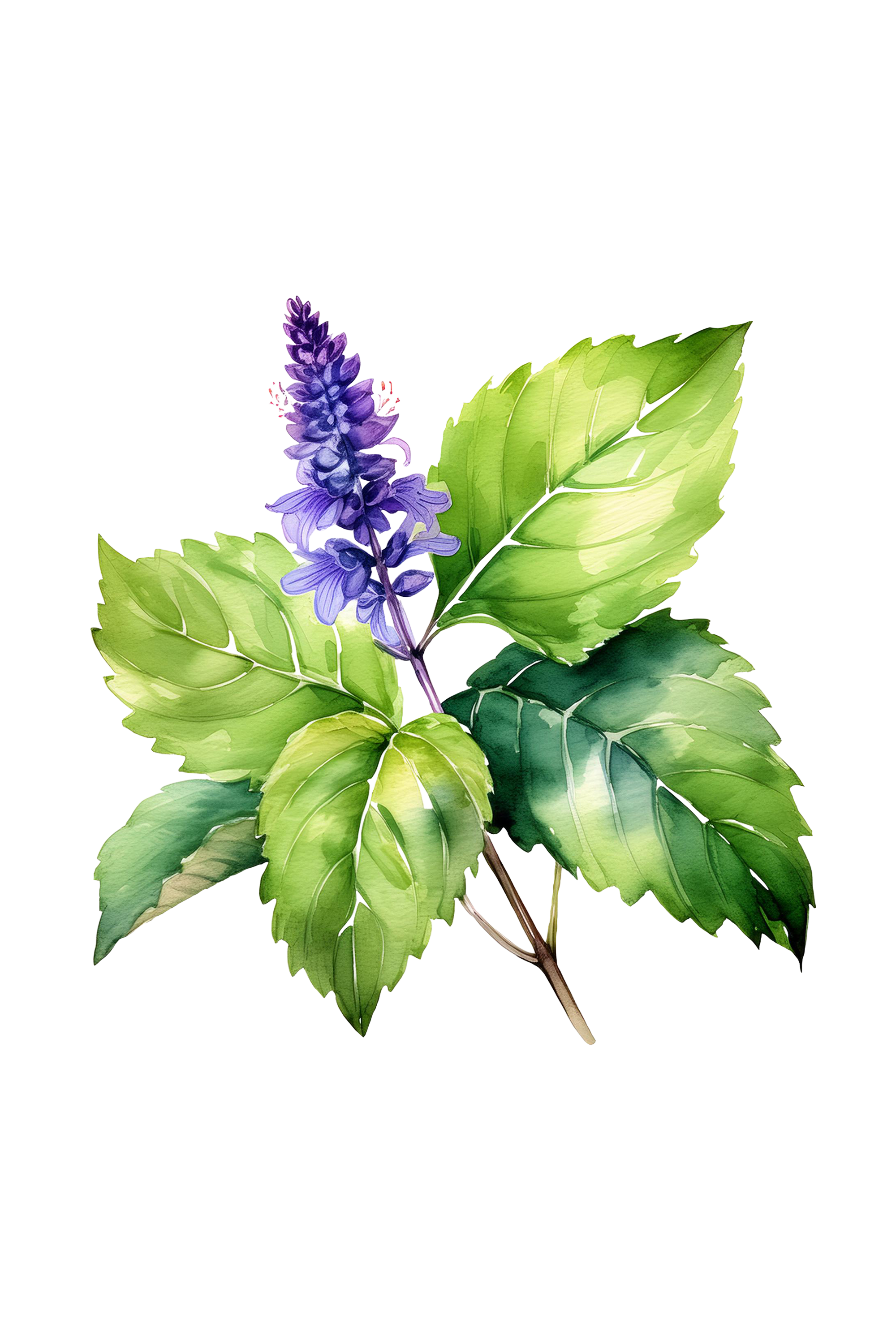 Patchouli Essential Oil