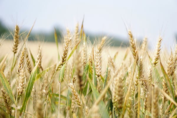 What is Ethyl Alcohol and what does it do in products? - Rustic Strength