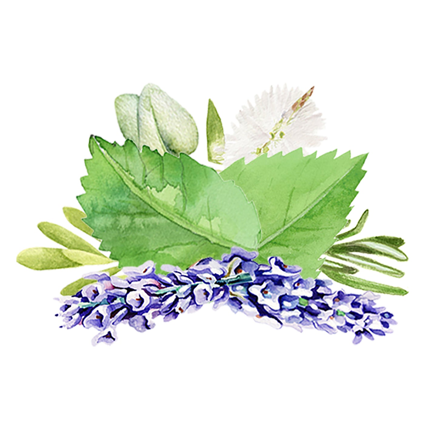 Aromatherapy Blend of Essential Oil