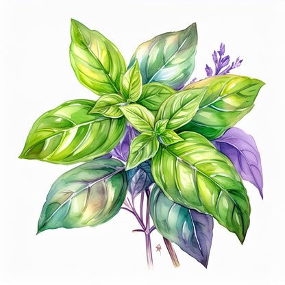 Basil Essential Oil