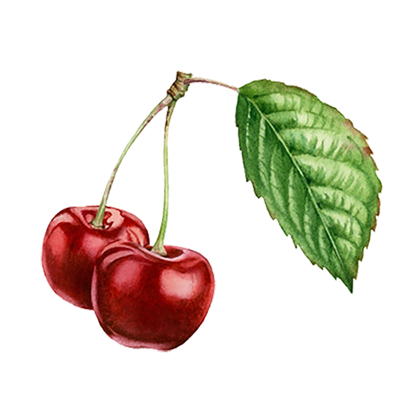Cherry (Bitter Almond) Essential Oil