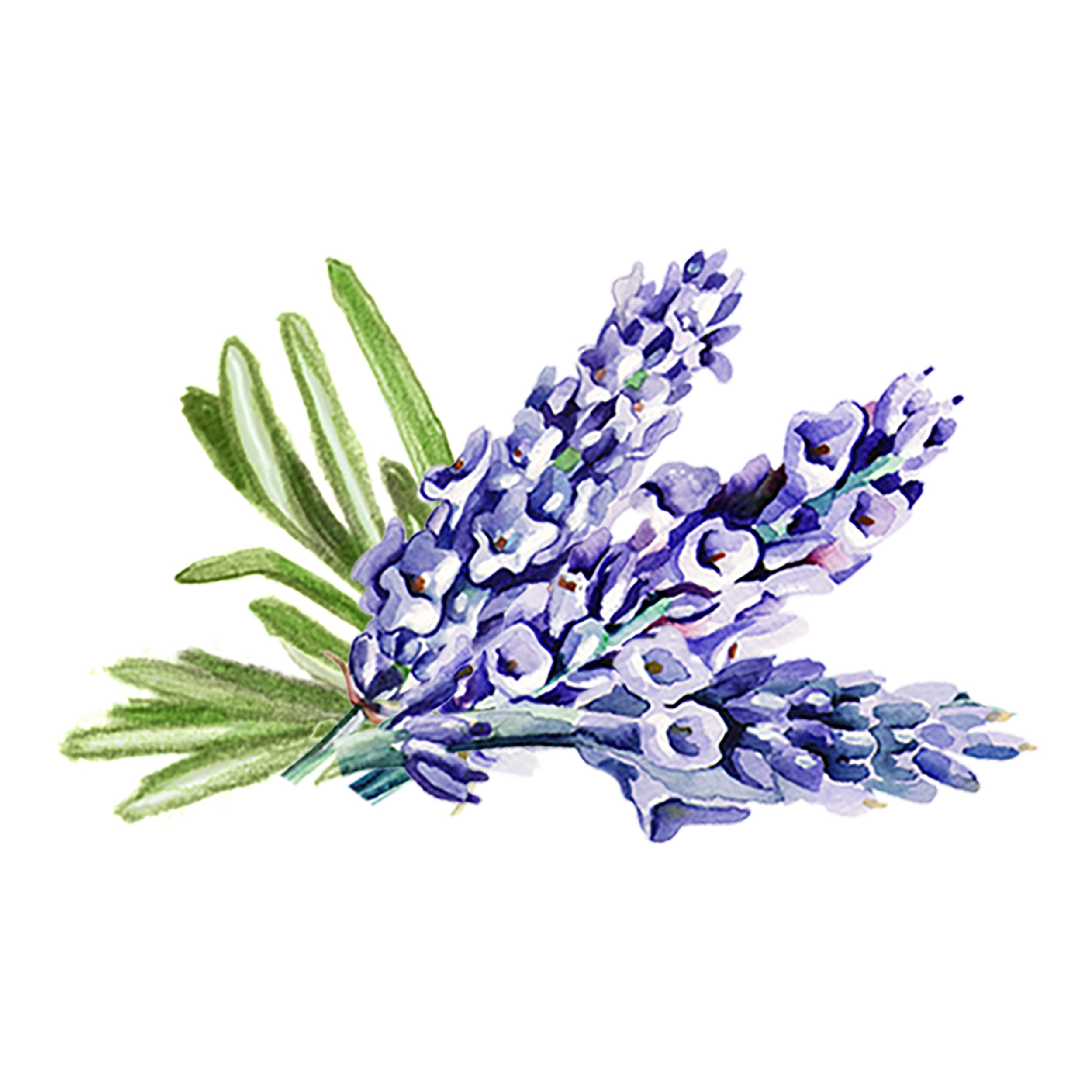 Hand Soap | Soothing Herbs