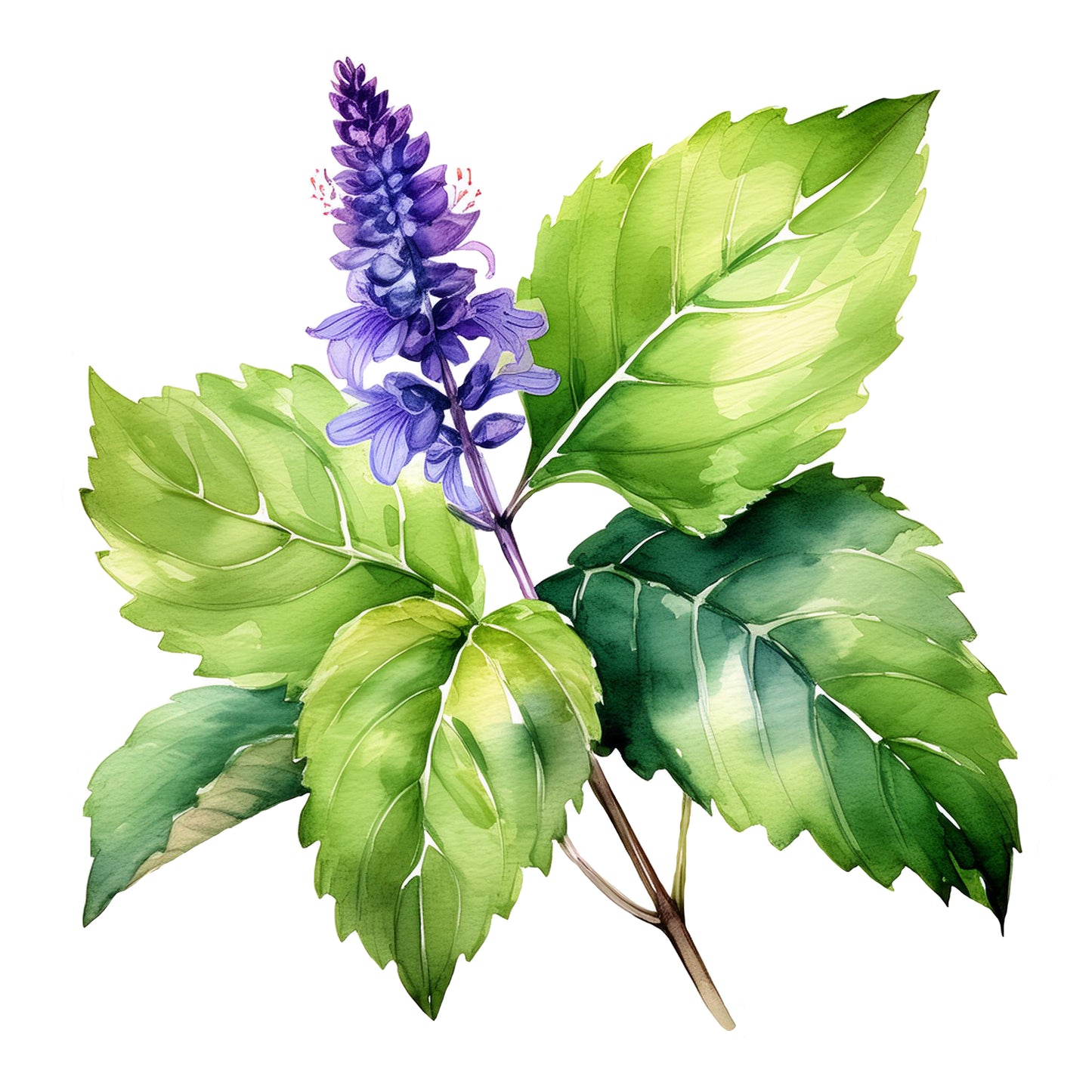 Patchouli Essential Oil