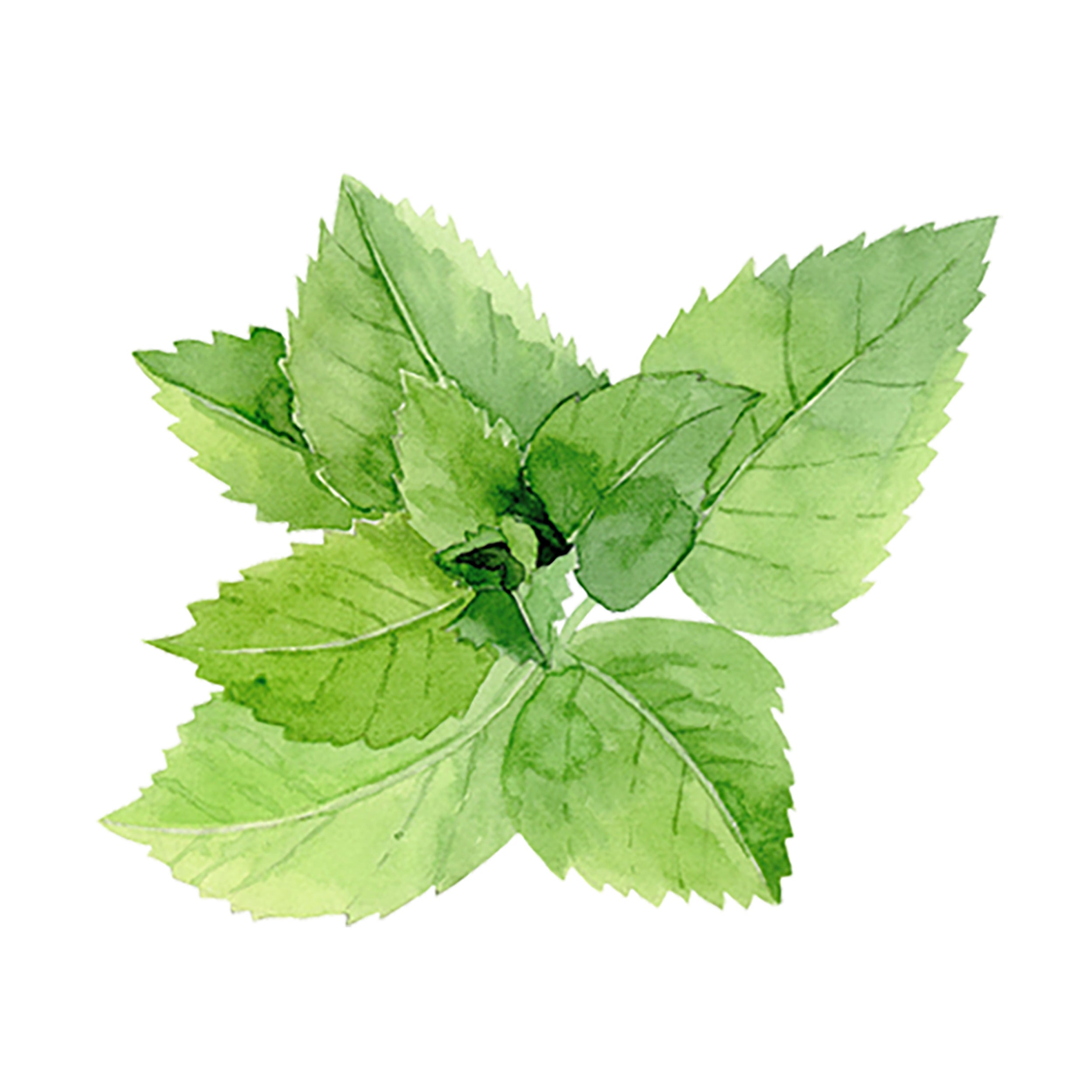 Laundry Detergent | Peppermint