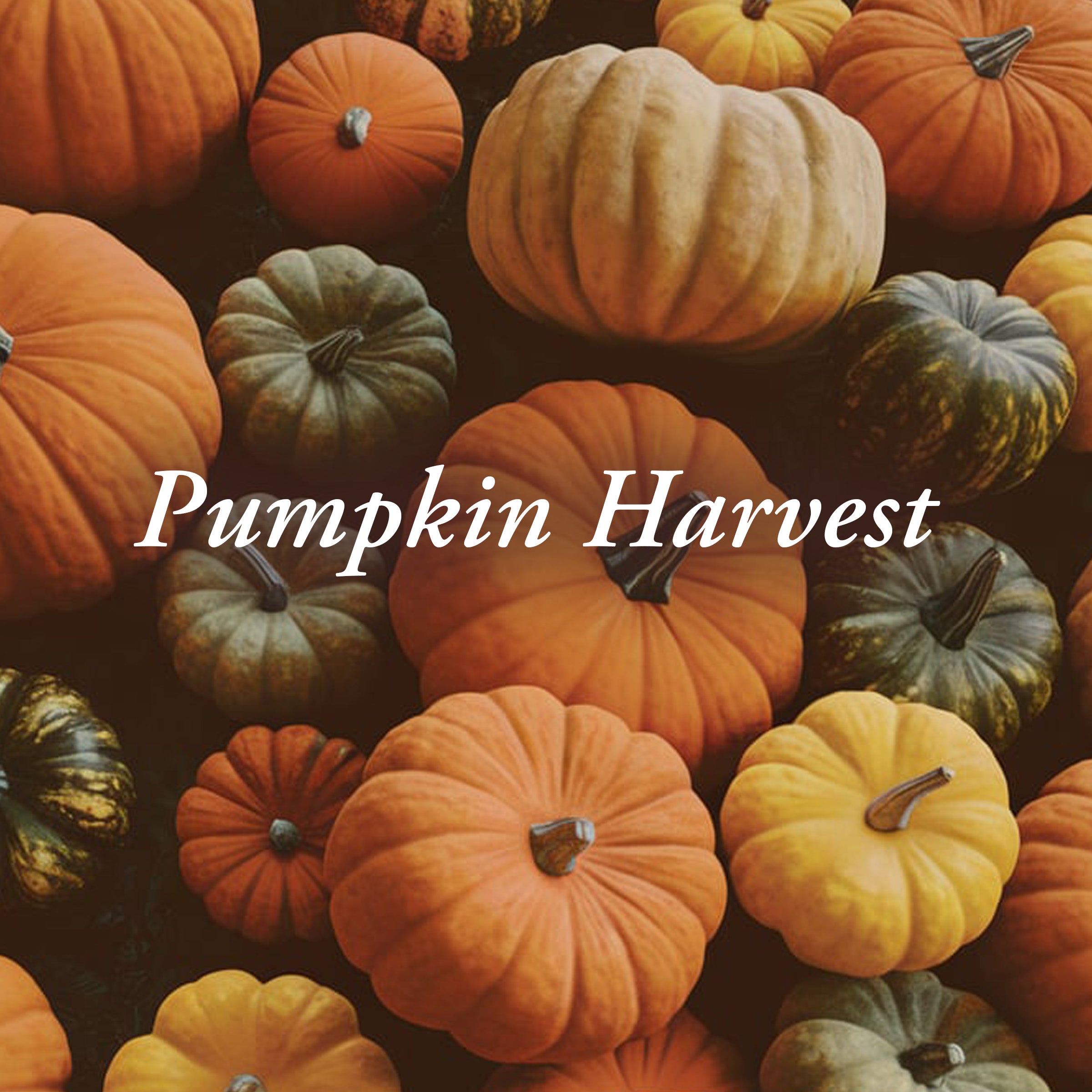 Bar Soap | Pumpkin Harvest