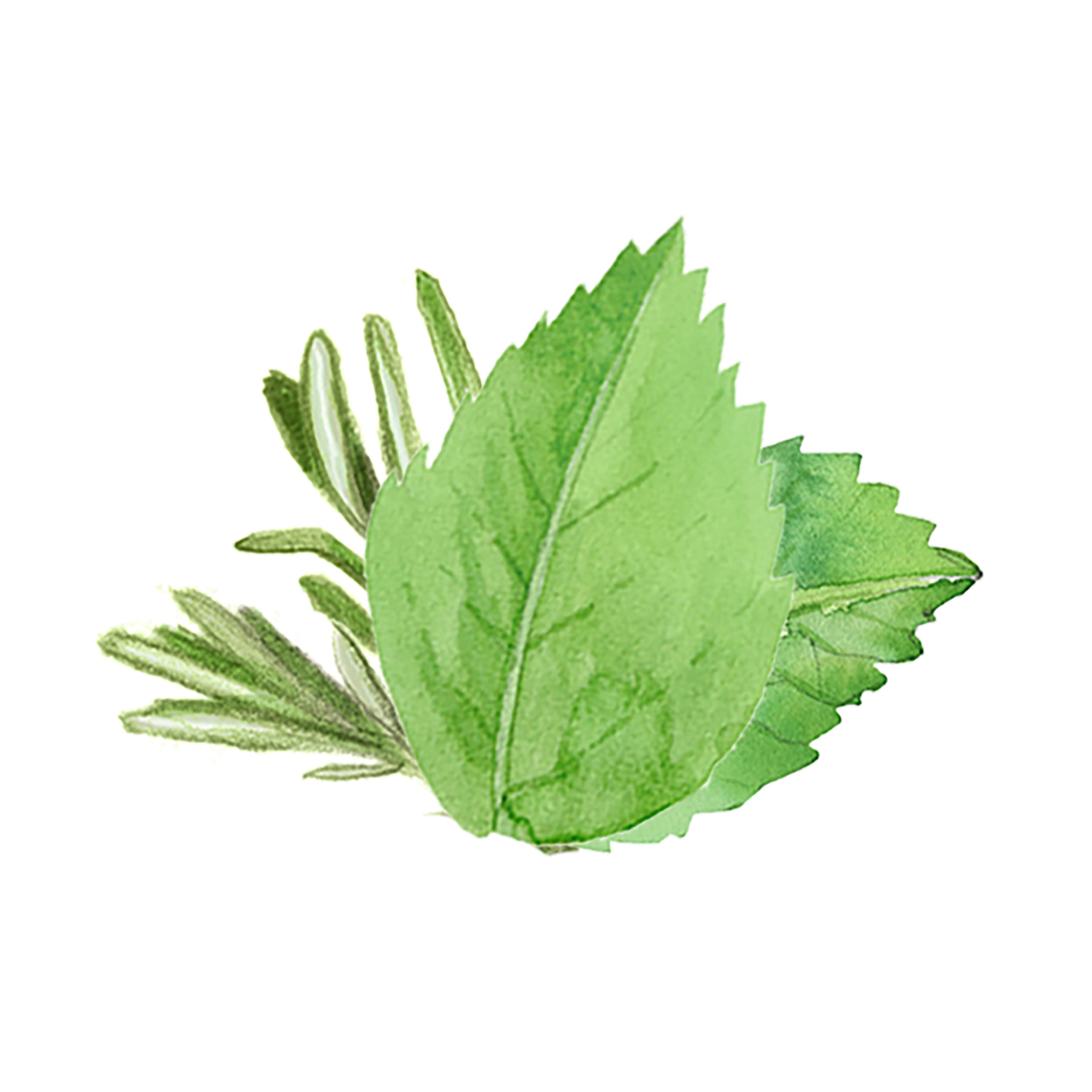 Laundry Detergent | Rosemary & Mint