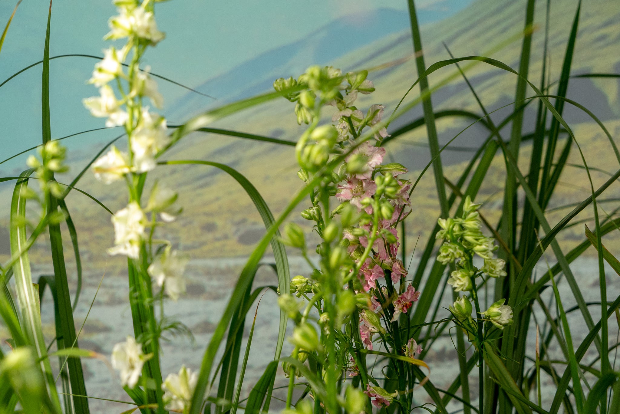photo of flowers during a photo shoot
