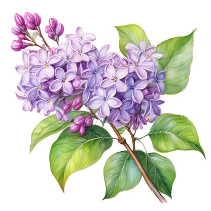 Lilac Phthalate-Free Fragrance Oil